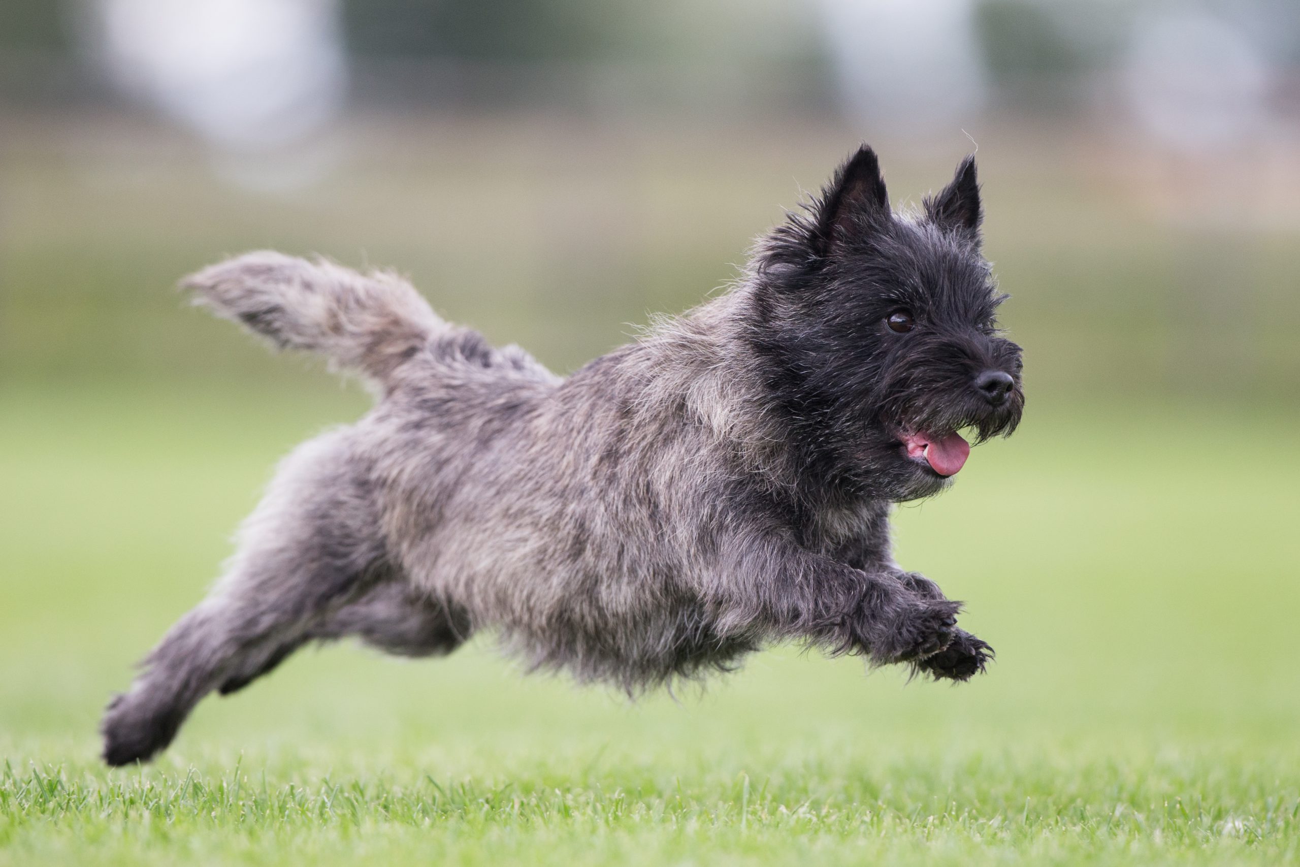 De Cairn Terrier Splinterhills En Quoymeassons Cairn Terriers